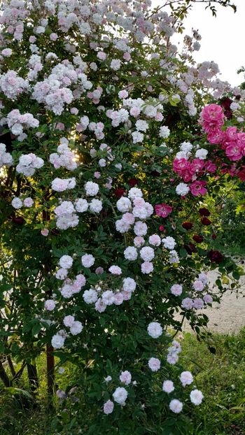 Paul's Himalayan Musk (2) - Trandafiri