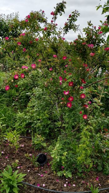 R. Foetida Parkfeur (1) - Trandafiri