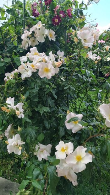 Sally Holmes (2) - Trandafiri