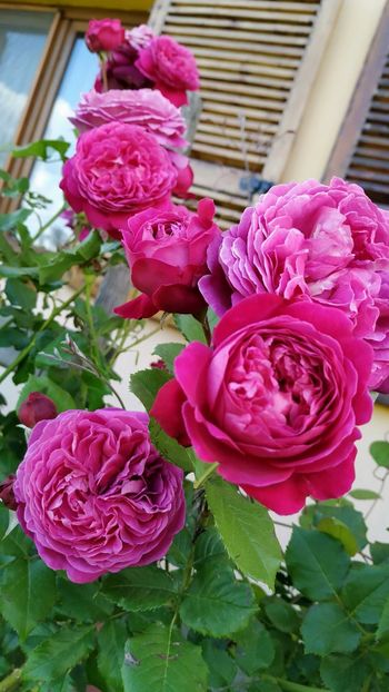 Salma es Said (2) - Trandafiri