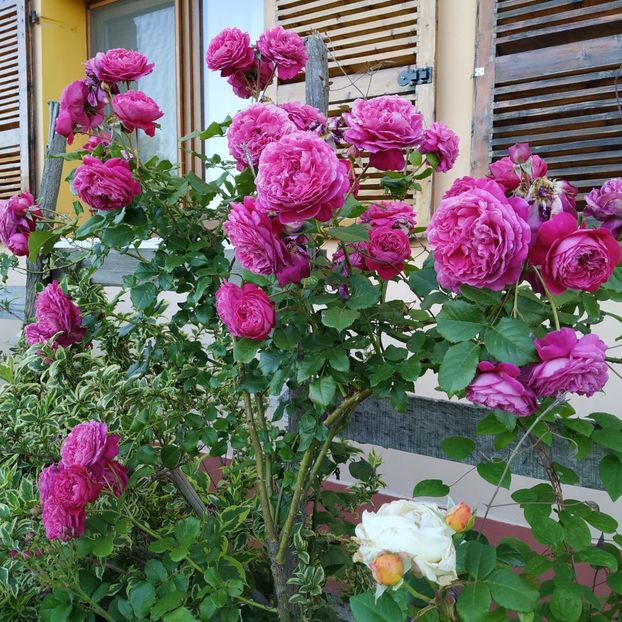 Salma es Said - Trandafiri