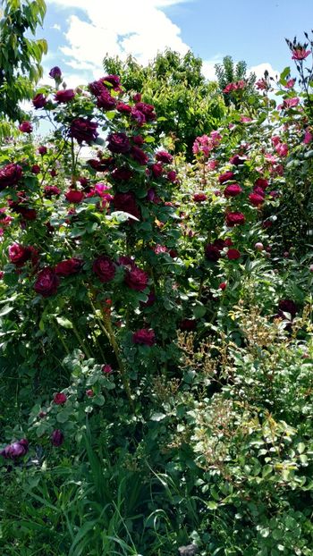 Souvenir du Docteur Jamain - Trandafiri