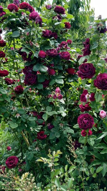 Souvenir du Dr. Jamain (5) - Trandafiri