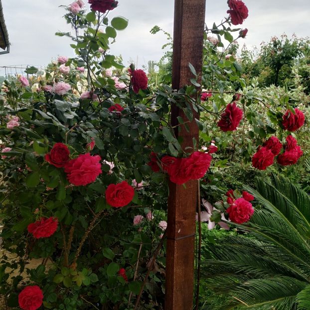 Tess of the D'Urbervilles (4) - Trandafiri