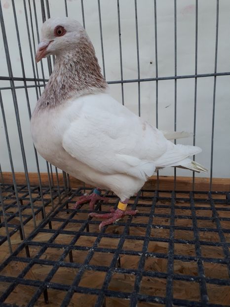  - PORUMBEI TEXANI LINIE UNGARIA