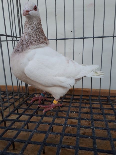  - PORUMBEI TEXANI LINIE UNGARIA