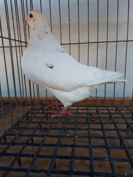  - PORUMBEI TEXANI LINIE UNGARIA