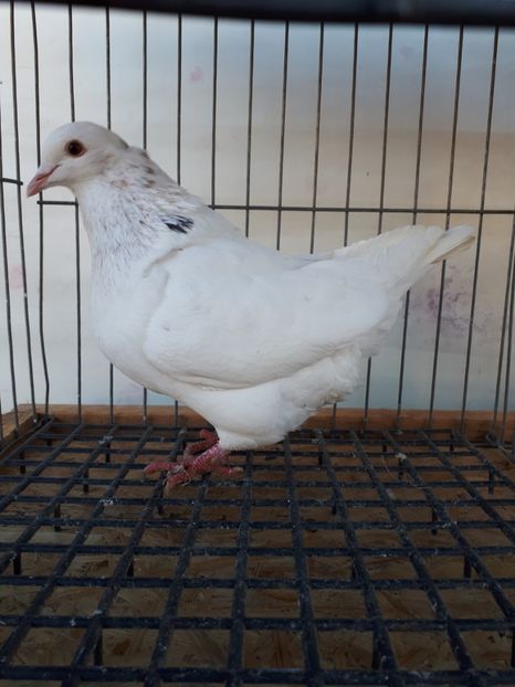  - PORUMBEI TEXANI LINIE UNGARIA