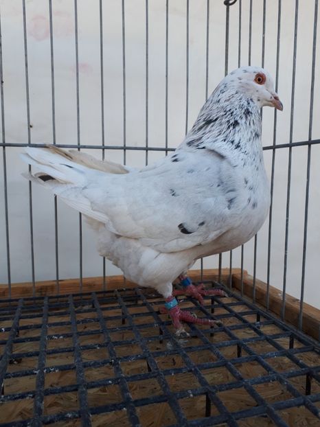  - PORUMBEI TEXANI LINIE UNGARIA