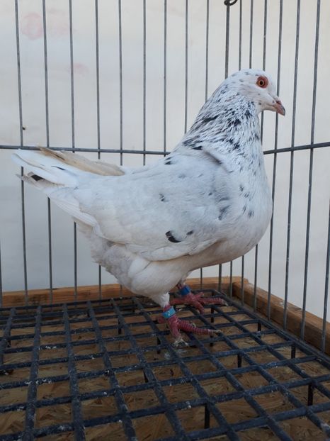  - PORUMBEI TEXANI LINIE UNGARIA