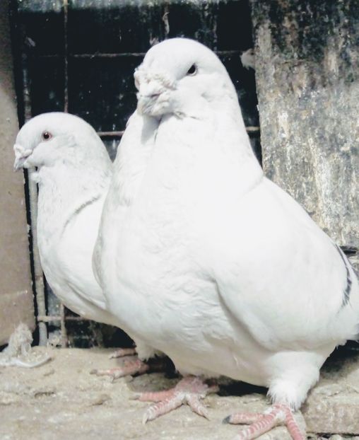  - - A - A - A - A - A - PARINTII REGINEI