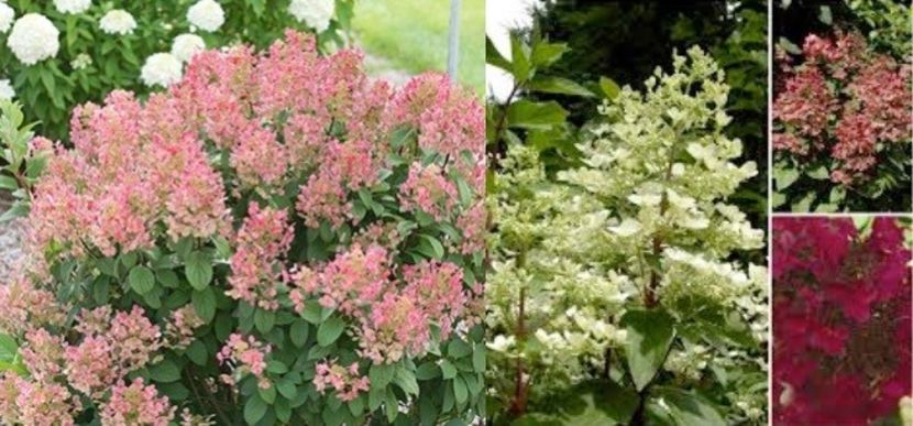 Hydrangea-paniculata-Wims-Red - a Comenzi plante copaci 2020