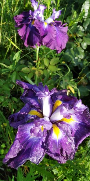  - Hemerocallis in gradina 2019