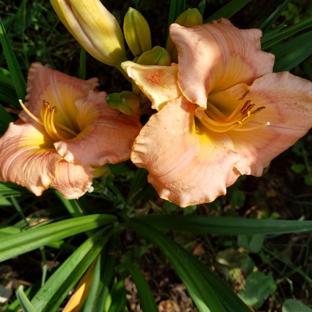  - Hemerocallis in gradina 2019