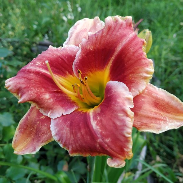  - Hemerocallis in gradina 2019