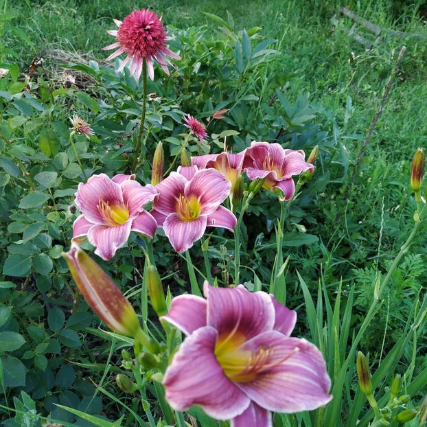  - Hemerocallis in gradina 2019