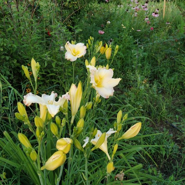  - Hemerocallis in gradina 2019