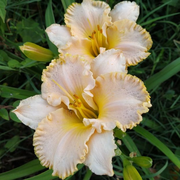  - Hemerocallis in gradina 2019