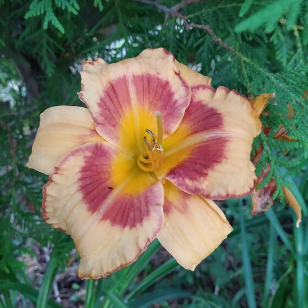  - Hemerocallis in gradina 2019
