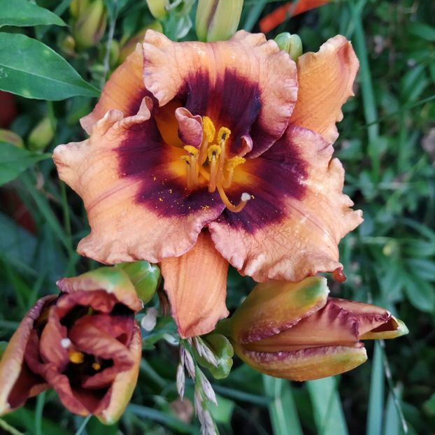  - Hemerocallis in gradina 2019