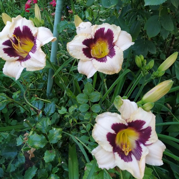  - Hemerocallis in gradina 2019