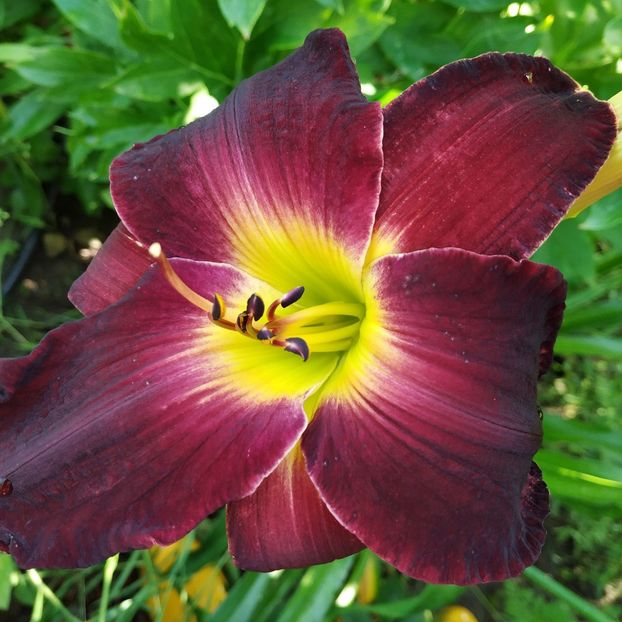  - Hemerocallis in gradina 2019