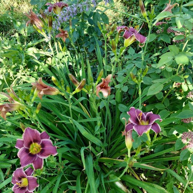  - Hemerocallis in gradina 2019