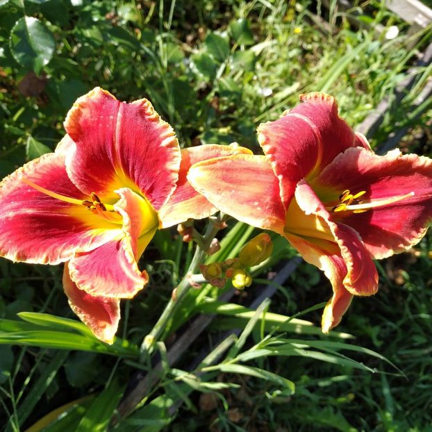  - Hemerocallis in gradina 2019