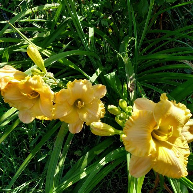  - Hemerocallis in gradina 2019