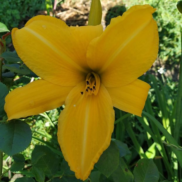  - Hemerocallis in gradina 2019