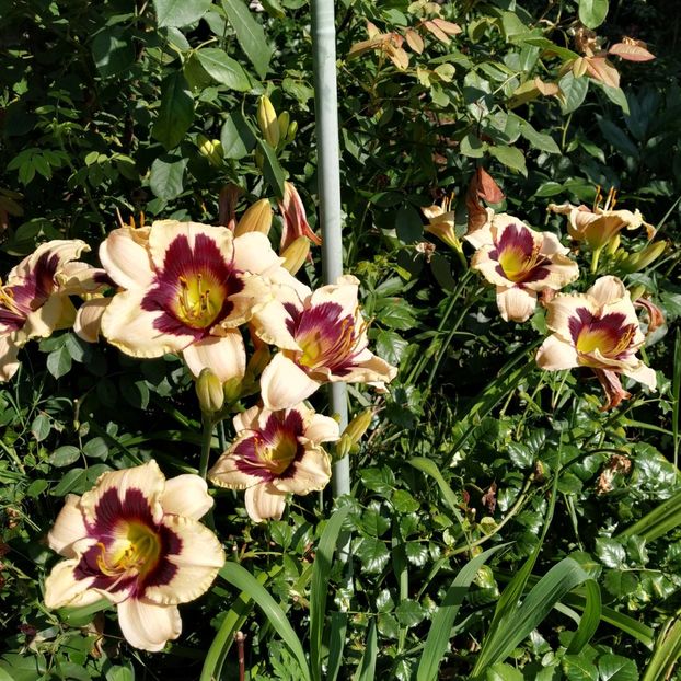  - Hemerocallis in gradina 2019