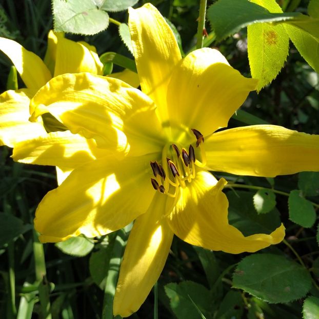  - Hemerocallis in gradina 2019