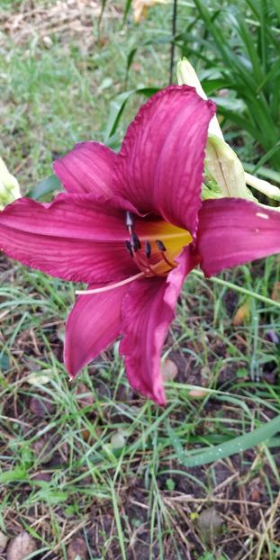  - Hemerocallis in gradina 2019
