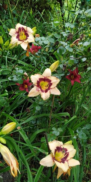  - Hemerocallis in gradina 2019