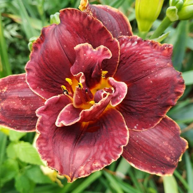  - Hemerocallis in gradina 2019