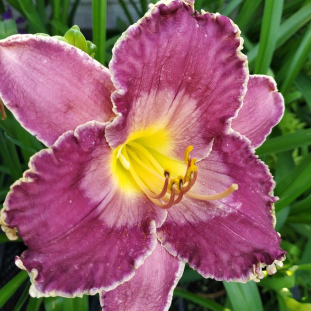  - Hemerocallis in gradina 2019