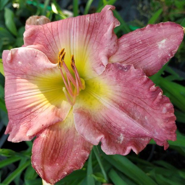  - Hemerocallis in gradina 2019