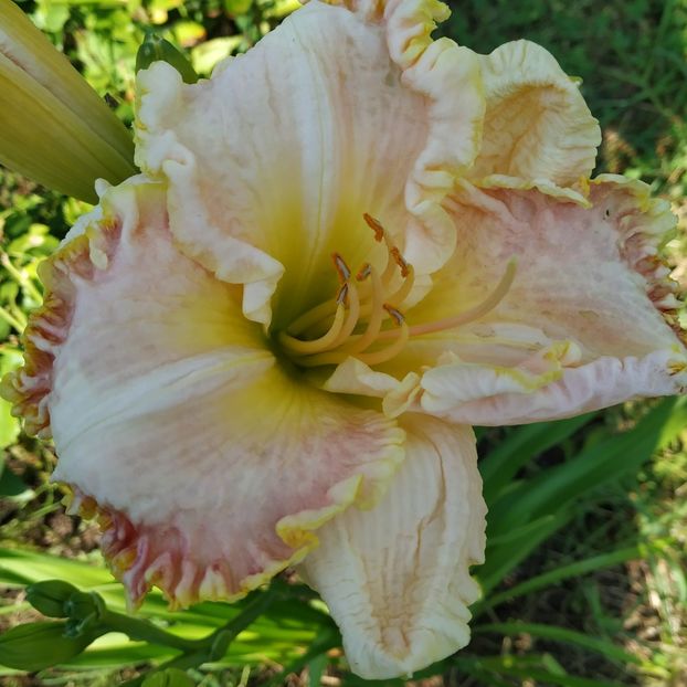  - Hemerocallis in gradina 2019