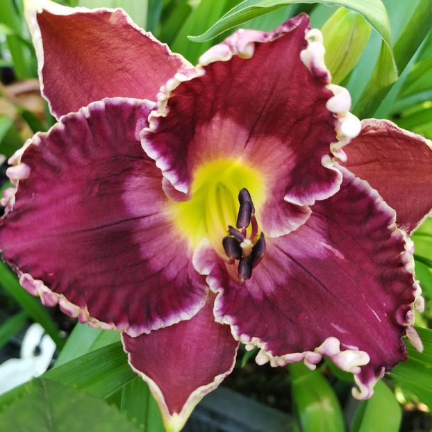  - Hemerocallis in gradina 2019