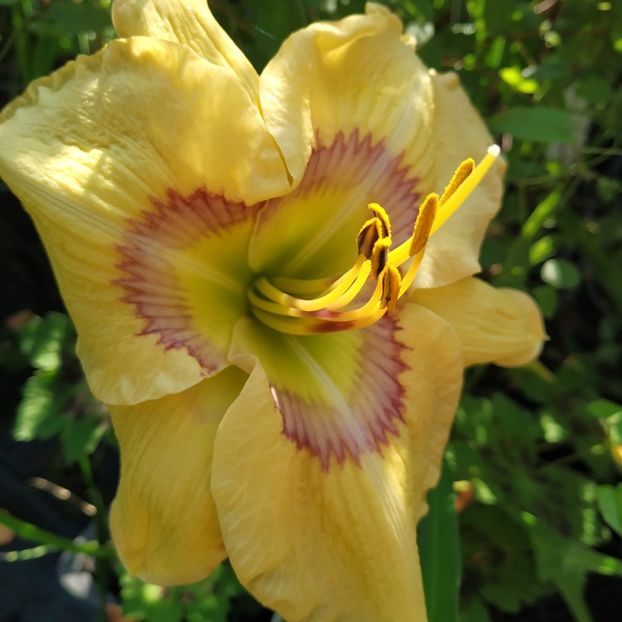  - Hemerocallis in gradina 2019