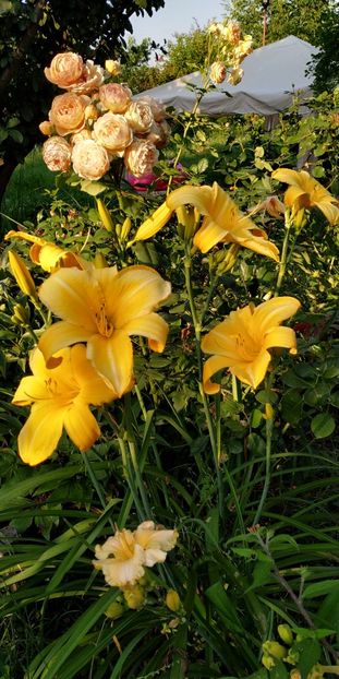  - Hemerocallis in gradina 2019