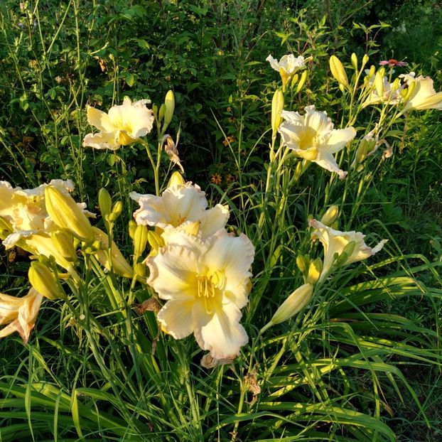  - Hemerocallis in gradina 2019