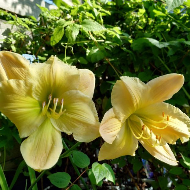  - Hemerocallis in gradina 2019