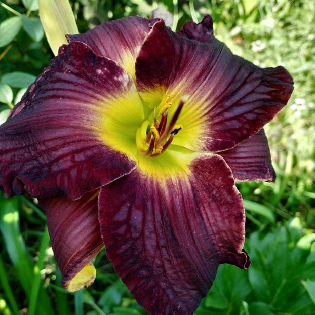  - Hemerocallis in gradina 2019