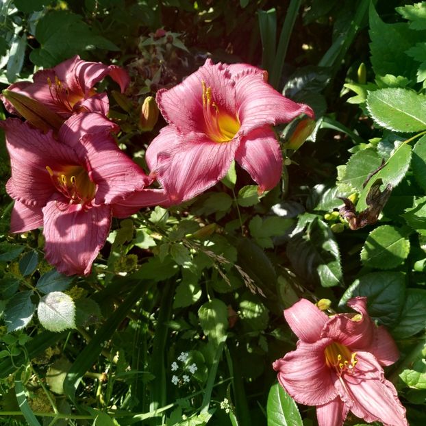  - Hemerocallis in gradina 2019