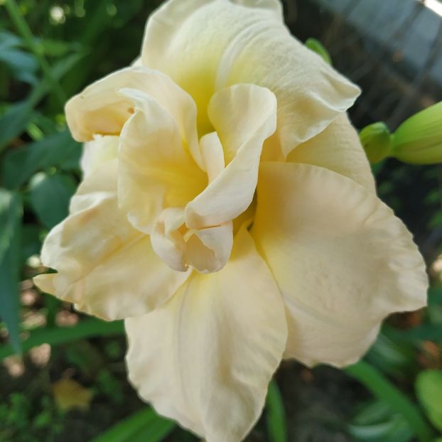  - Hemerocallis in gradina 2019
