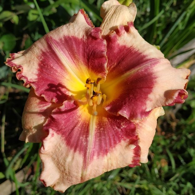  - Hemerocallis in gradina 2019