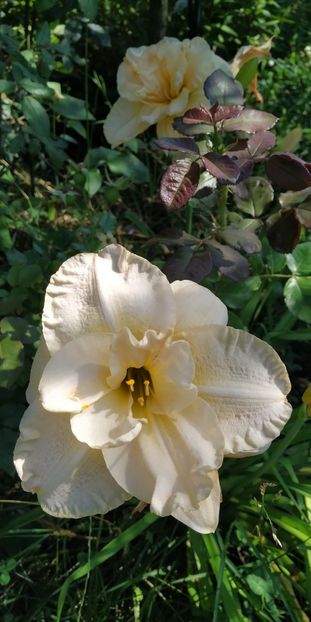  - Hemerocallis in gradina 2019