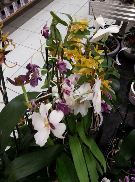 - Orchidee