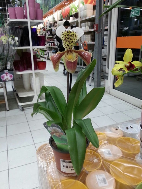  - Orchidee